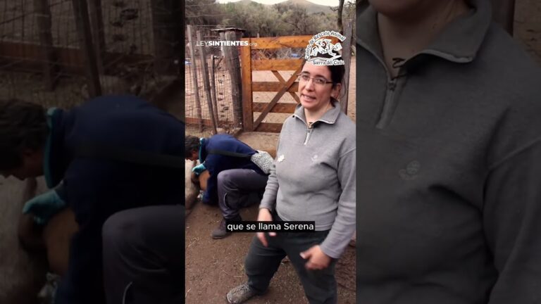 Innovaciones en Productos Especializados para el Entretenimiento y Salud de Mascotas