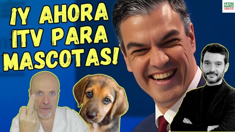 Importancia de la Revisi&oacute;n M&eacute;dica Anual en el Cuidado de Mascotas