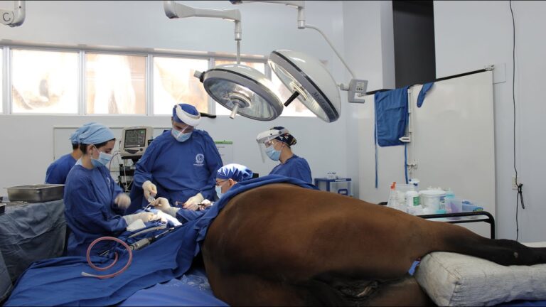 Mantenimiento Efectivo de la Salud Bucal en Equinos