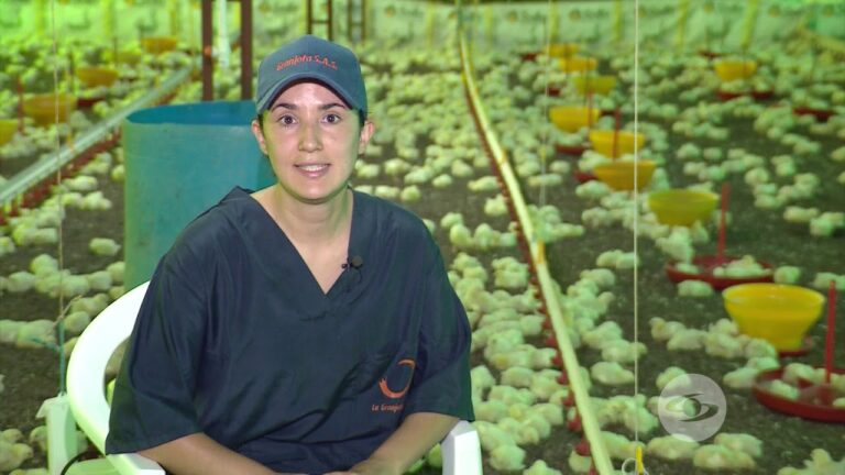 Veterinaria Avícola: Esencial para la Crianza Exitosa de Pollitos