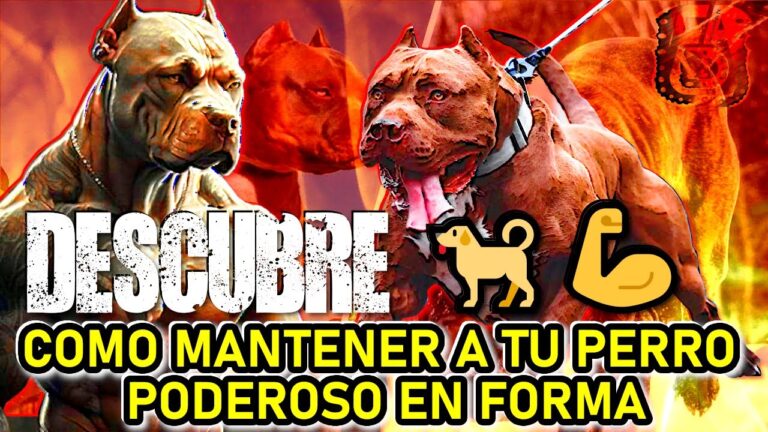 Entrenamiento Saludable para tu Mascota