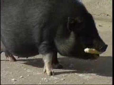 Reptiles Ex&oacute;ticos: La Nueva Opci&oacute;n en Animales de Compa&ntilde;&iacute;a