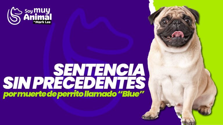 Bienestar de Mascotas: Entrevistas con Veterinarios