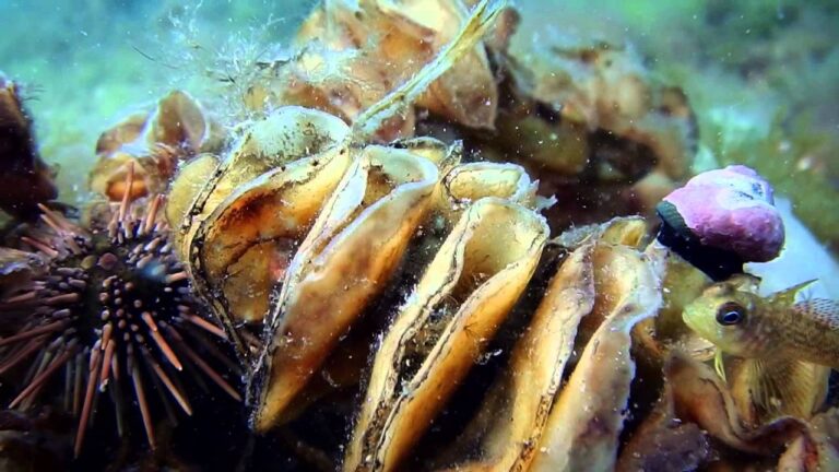 La Importancia de los Veterinarios Marinos en la Conservaci&oacute;n de la Vida Acu&aacute;tica