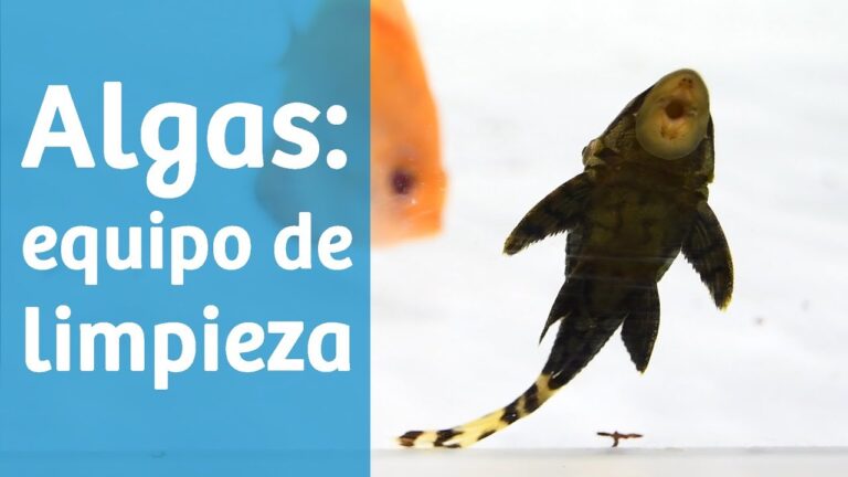 Gu&iacute;a de Productos Especializados para la Limpieza de Acuarios