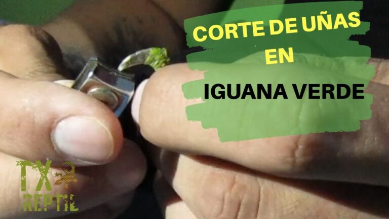 C&oacute;mo determinar el momento adecuado para cortar las u&ntilde;as de tu reptil