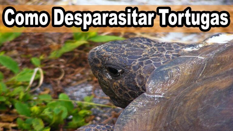Importancia de la Desparasitaci&oacute;n en Animales Terrestres