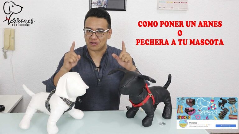 Ventajas de un arn&eacute;s ajustable para tu mascota