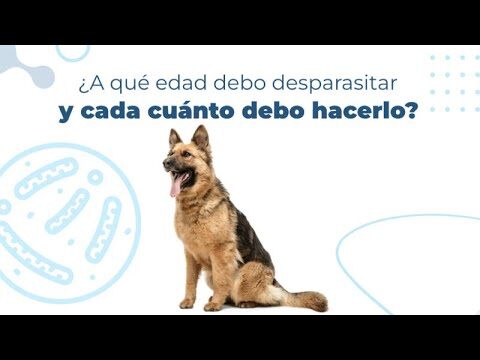 Desparasitaci&oacute;n: Clave para la Salud Canina