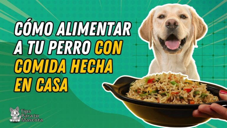 Consejos Esenciales para una Nutrici&oacute;n Adecuada en Mascotas