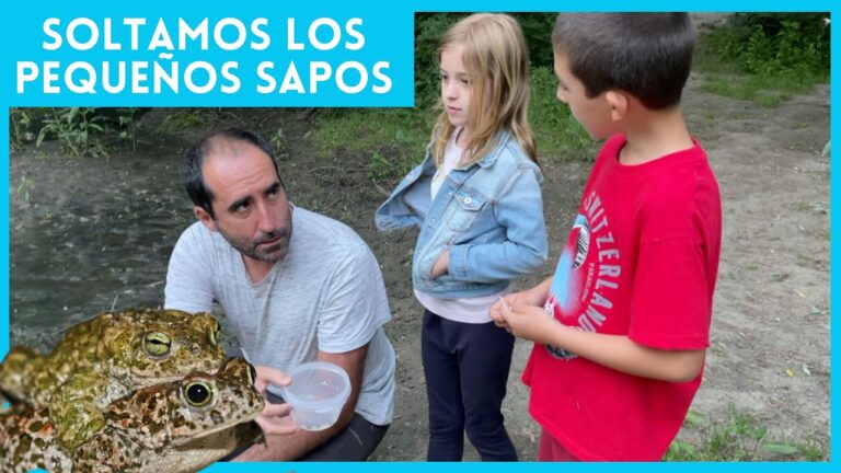 Cuidado Esencial para Reptiles Rescatados