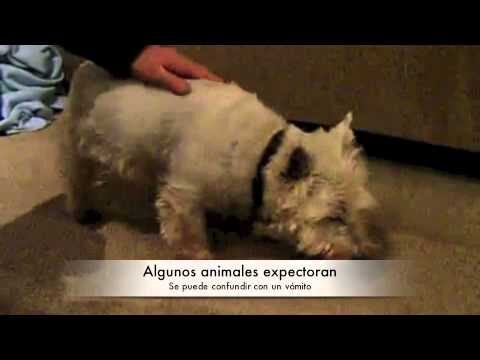 Prevenci&oacute;n de la Tos de las Perreras en Mascotas