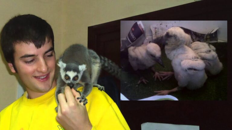 Gu&iacute;a Esencial de Cuidado Veterinario para Reptiles Dom&eacute;sticos