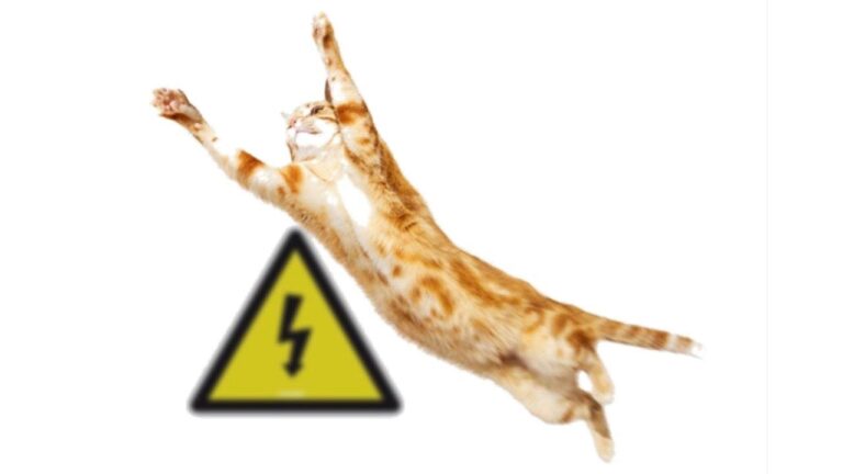 Riesgos de Quemaduras en Mascotas y Primeros Auxilios