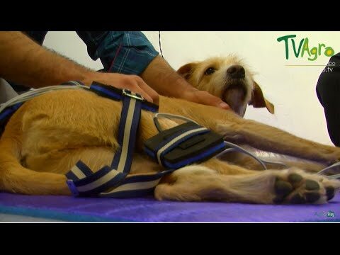 Atención Veterinaria Urgente para Animales Heridos: Guía Esencial