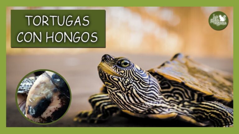 Gu&iacute;a de Medicamentos y Cuidados para Peces de Agua Dulce