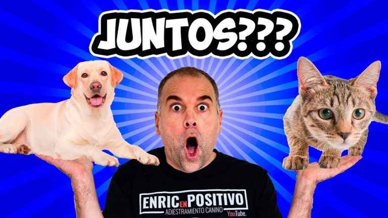 Adiestramiento Positivo: Clave para Perros y Gatos Felices