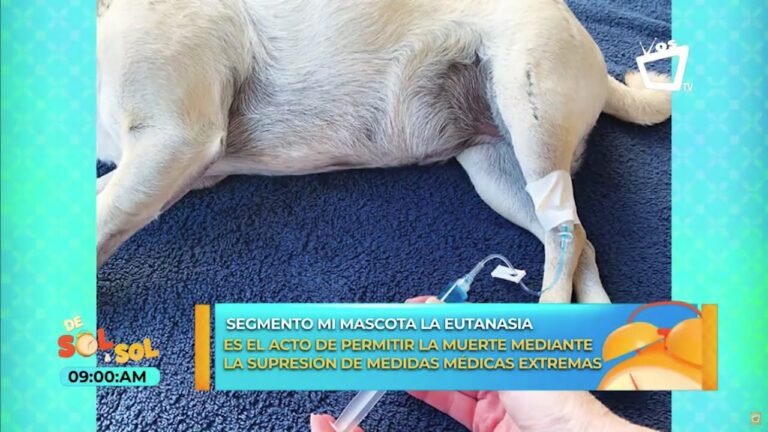 Marco Legal del Sacrificio &Eacute;tico de Animales