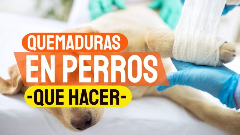 Primeros Auxilios para Mascotas con Quemaduras Severas