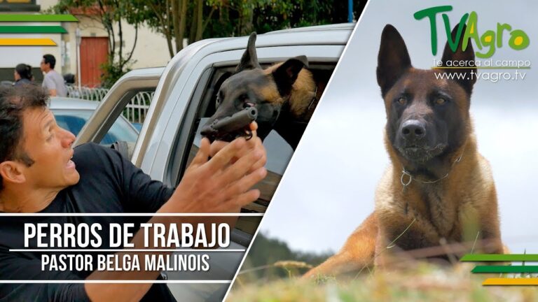 Crianza de Cachorros: Perspectivas de Veterinarios Expertos