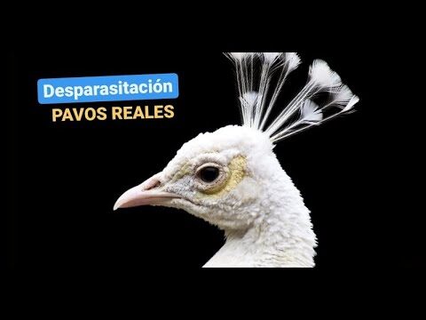 Desparasitaci&oacute;n en Aves: Clave para su Bienestar
