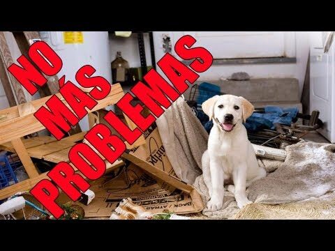 Adiestramiento de Mascotas: Prevenci&oacute;n de Comportamientos Destructivos