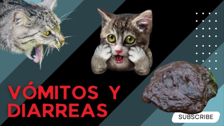 Signos de Alarma en V&oacute;mitos de Mascotas