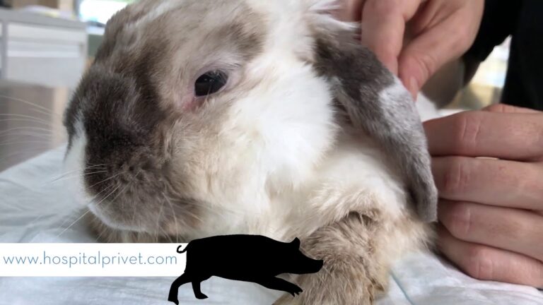 Expertos en Medicina Veterinaria para Conejos