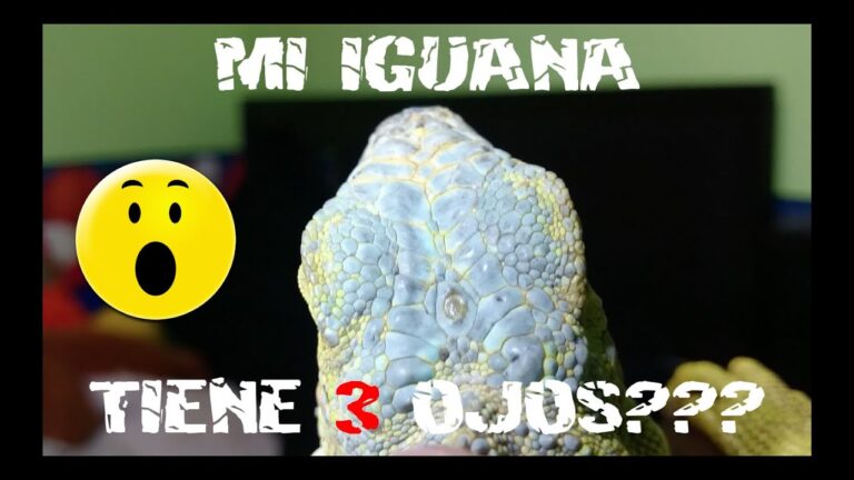 Gu&iacute;a Esencial de Recomendaciones Nutricionales para Reptiles de Compa&ntilde;&iacute;a