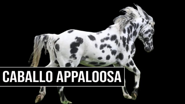 La Vacunaci&oacute;n: Pilar Esencial en la Protecci&oacute;n Veterinaria