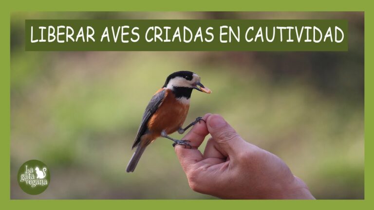 Cuidados Esenciales para Aves Dom&eacute;sticas en Jaulas
