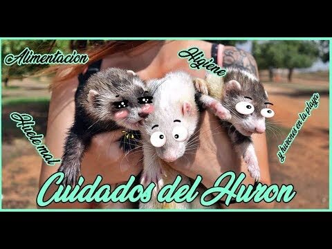 Gu&iacute;a Pr&aacute;ctica para el Procedimiento de Desparasitaci&oacute;n en Hurones