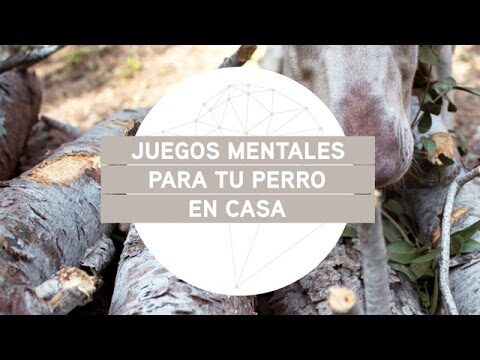 Actividades Creativas para Estimular la Mente de tu Mascota