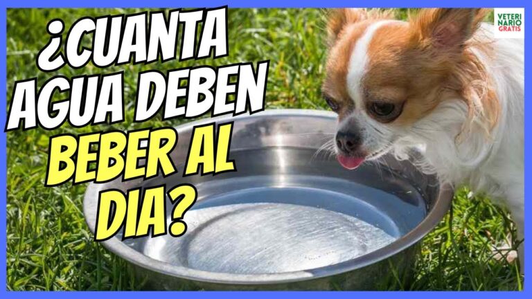 C&oacute;mo asegurar la hidrataci&oacute;n adecuada en mascotas