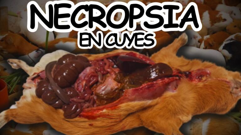 Prevenci&oacute;n de Enfermedades en Aves Dom&eacute;sticas a trav&eacute;s del An&aacute;lisis de Sangre