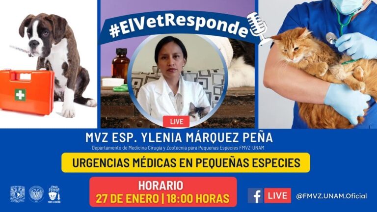 Mejorando el bienestar de los hámsters con medicina veterinaria