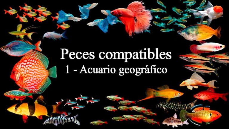 Especies Compatibles para un Acuario Saludable
