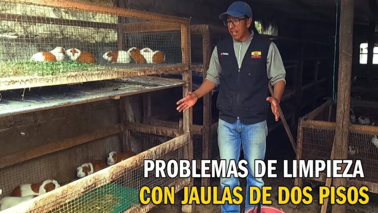 La importancia de mantener limpias las jaulas de roedores