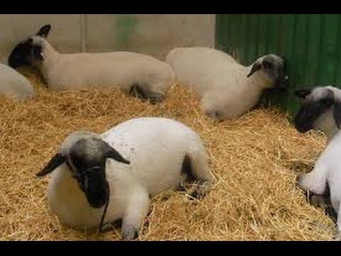 Prevención de Enfermedades Cutáneas en Animales Exóticos