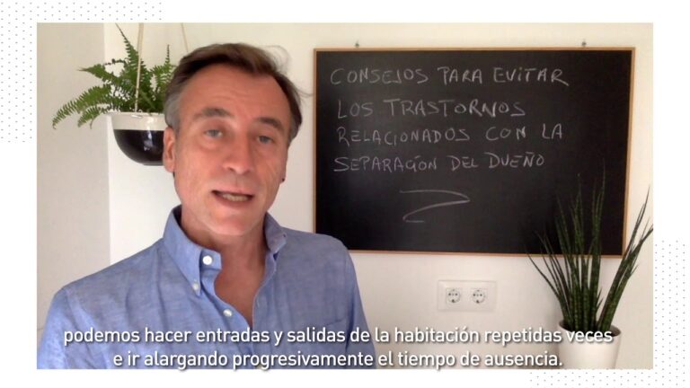 C&oacute;mo ayudar a tu mascota a vencer la ansiedad por separaci&oacute;n