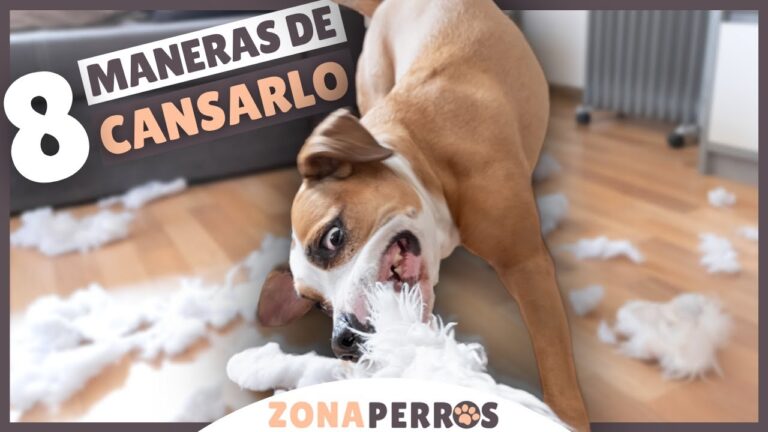 Ejercicio en Casa: Rutina Para Mascotas Activas