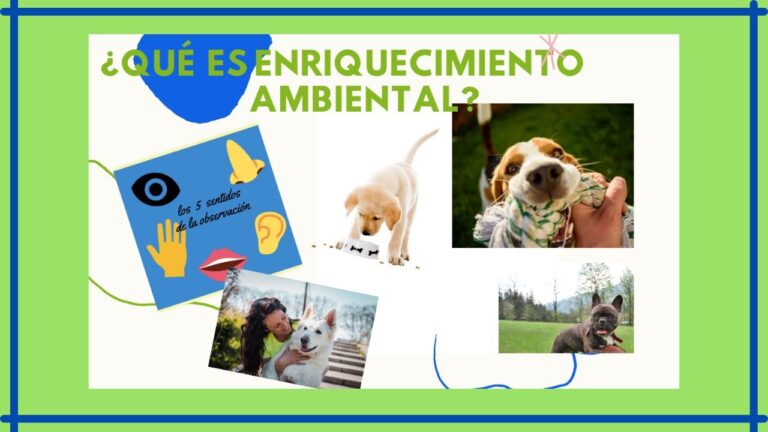 Mejora el Comportamiento de tu Mascota con Adiestramiento Efectivo