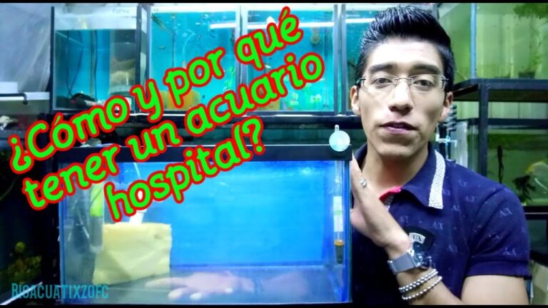 Cuidado y Salud de los Peces en el Acuario