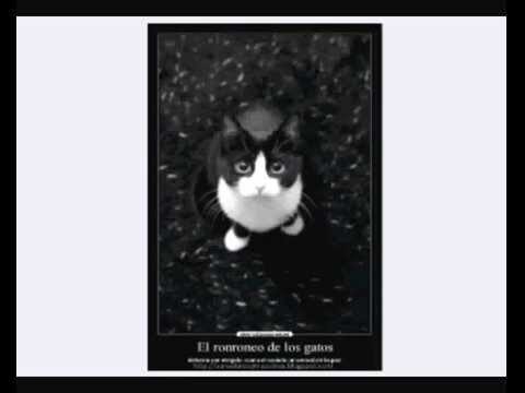 Gu&iacute;a de Preparativos para la Adopci&oacute;n de un Animal