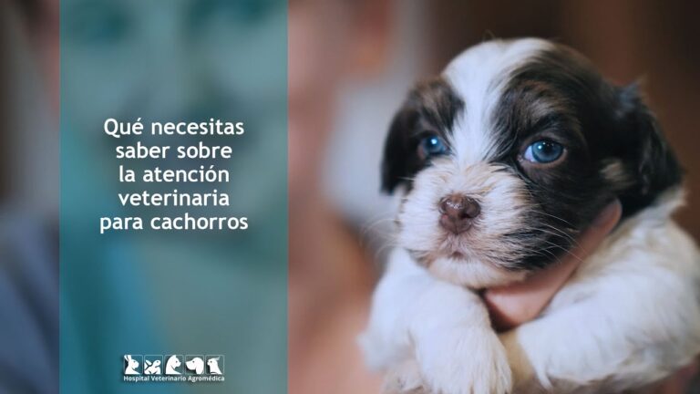 Importancia de las Emergencias Veterinarias por Par&aacute;sitos