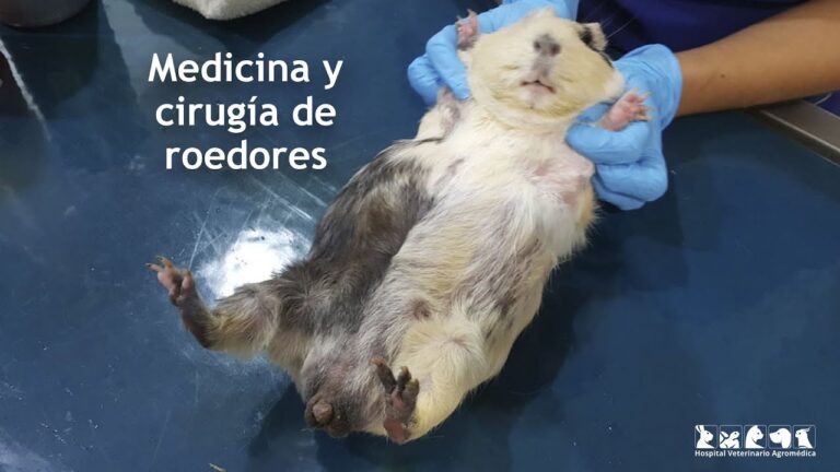 Asistencia Médica Veterinaria Especializada para Roedores
