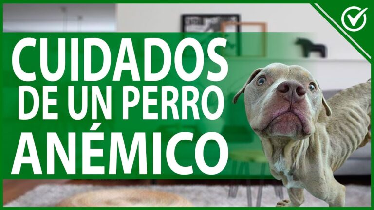 Anemia en Mascotas: Se&ntilde;ales de Alerta y Cuidados Esenciales
