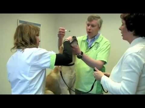 C&oacute;mo Funciona la Vacuna contra Rinotraque&iacute;tis en Mascotas