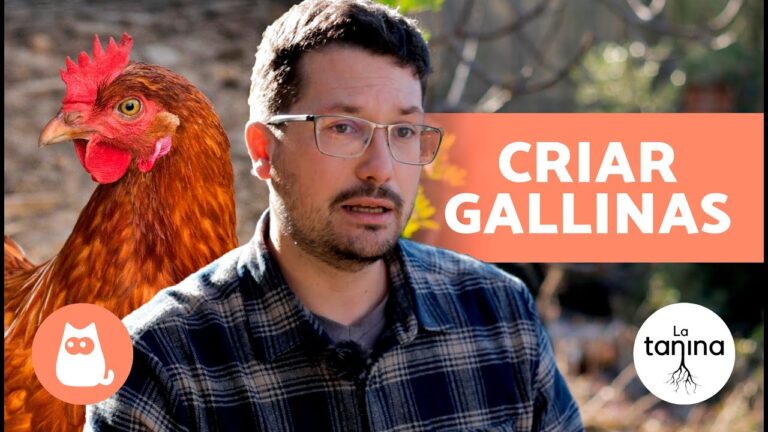 Salud y Cuidados Esenciales para Aves Dom&eacute;sticas