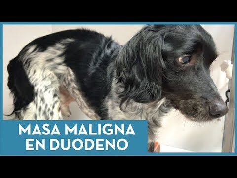 Cirujanos Veterinarios Especializados en Cirug&iacute;a Gastrointestinal Animal